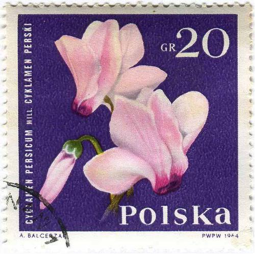 1964 Poland - Cyclamen