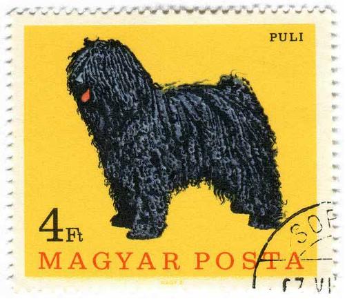 1967 Hungary - Puli Dog