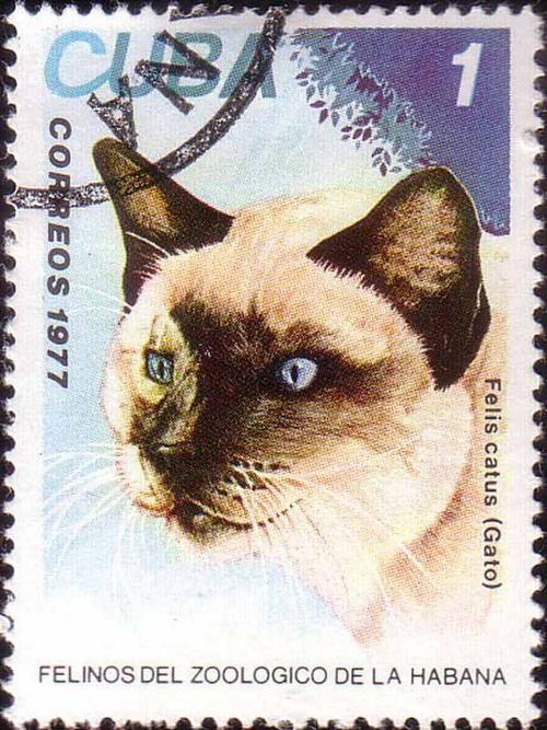 1977 Cuba - Felis Catus