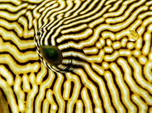 Photography Of Strange Patterns In Nature - animals 2