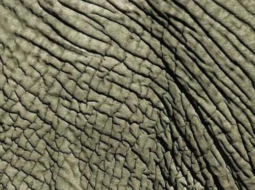 Photography Of Strange Patterns In Nature - animals 7