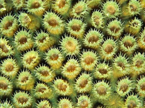 Photography Of Strange Patterns In Nature - corals 2