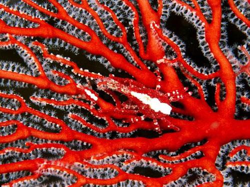 Photography Of Strange Patterns In Nature - corals 4