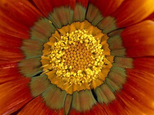 Photography Of Strange Patterns In Nature - flowers 2