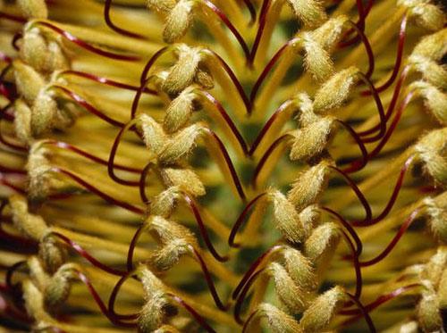 Photography Of Strange Patterns In Nature - flowers 3