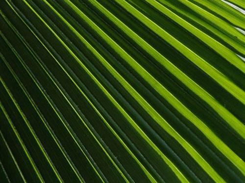 Photography Of Strange Patterns In Nature - flowers 8