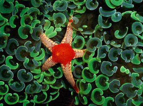 Photography Of Strange Patterns In Nature - Sea creatures 1
