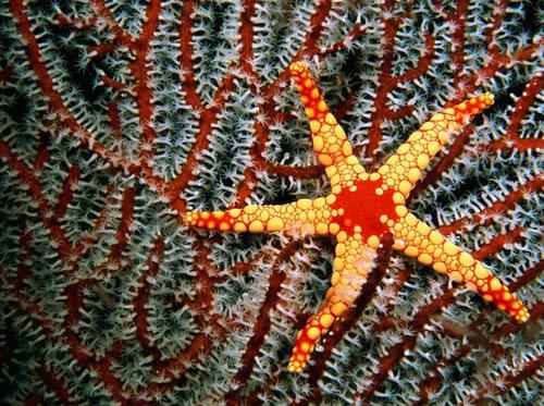 Photography Of Strange Patterns In Nature - Sea creatures 1