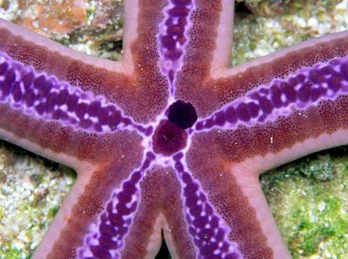 Photography Of Strange Patterns In Nature - Sea creatures 1