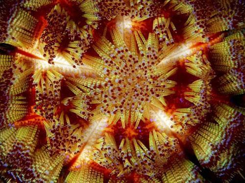 Photography Of Strange Patterns In Nature - Sea creatures 1