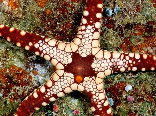 Photography Of Strange Patterns In Nature - Sea creatures 1