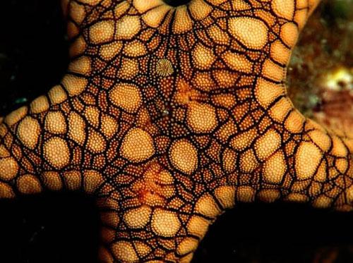 Photography Of Strange Patterns In Nature - Sea creatures 1