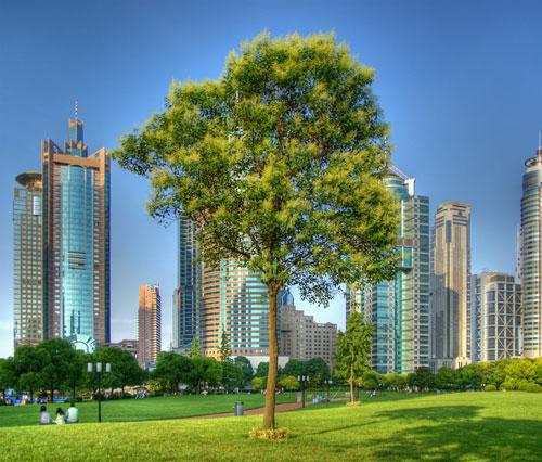 CHINA - Shanghai - Lone tree surrounded by skyscrapers HDR