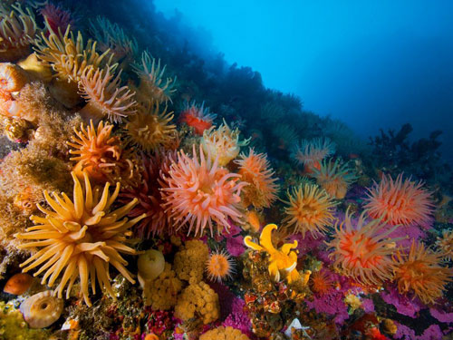 Anemones soft corals photography