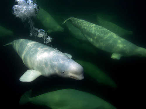 beluga whales photography