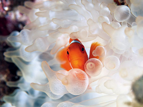 clownfish bubble tipped anemone photography