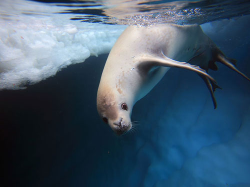 crabeater seal underwater photography