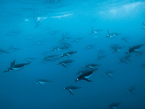 gentoo penguins diving photography