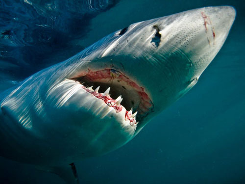 great white shark underwater photography