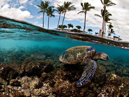 green sea turtle hawaii photography