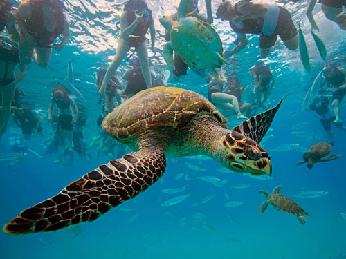 hawksbill turtle barbados photography