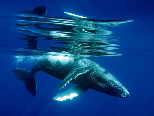 humpback whale calf underwater photography