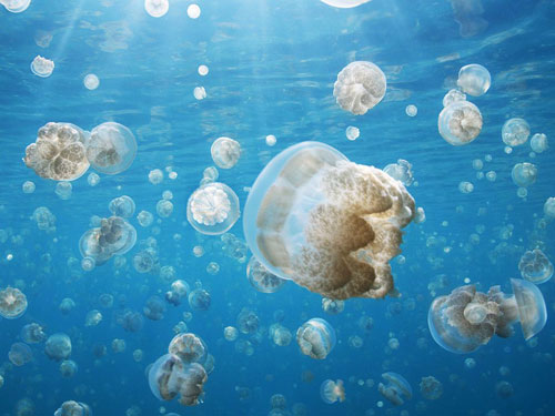 jellyfish palau photography
