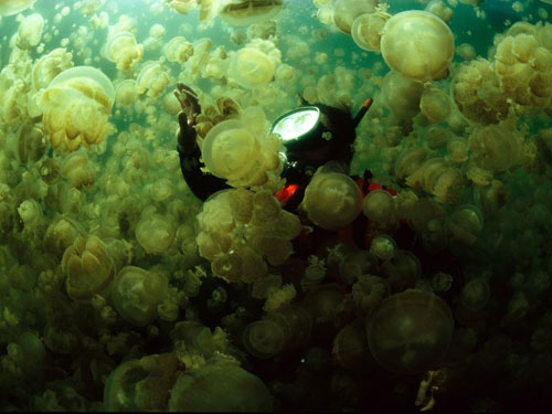 jellyfish swarm doubliet photography