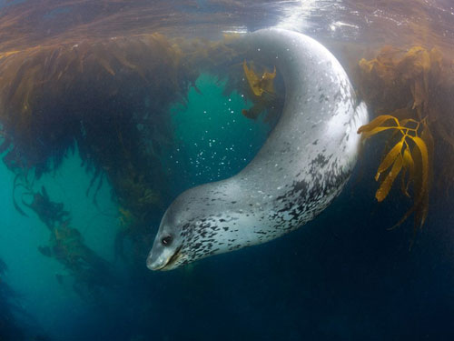 leopard seal swimming photography