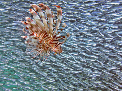 lionfish and baitfish underwater photography