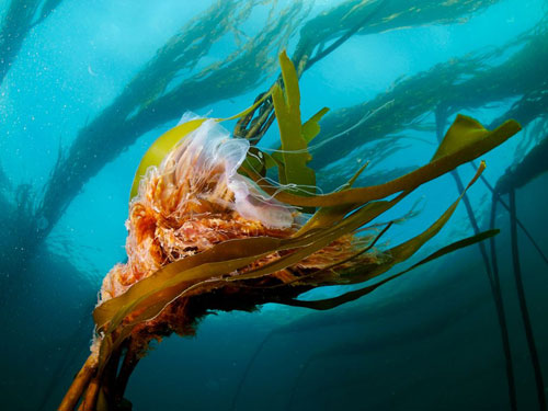 lions mane jellyfish photography