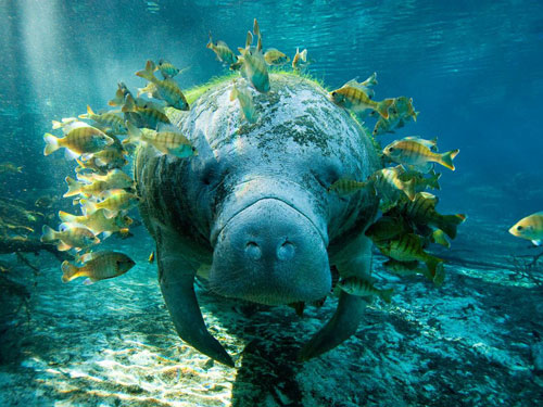 manatee and fish photography