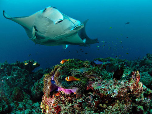 manta ray underwater maldives photography