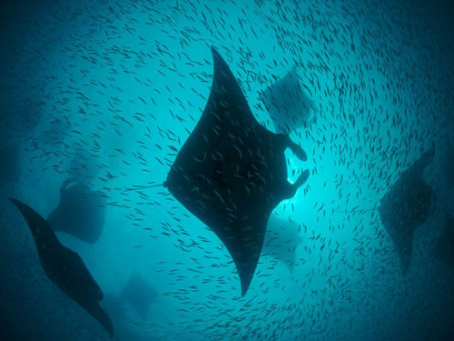 manta rays hanifaru bay photography