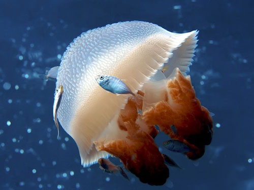 mosain jellyfish australia photography