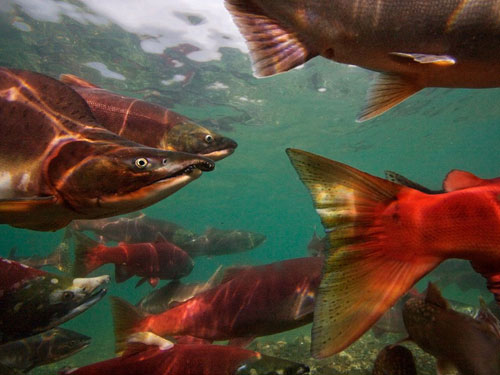 pacific salmon migrating photography