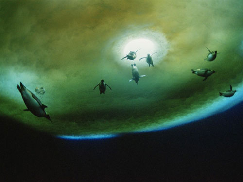 penguins underwater photography