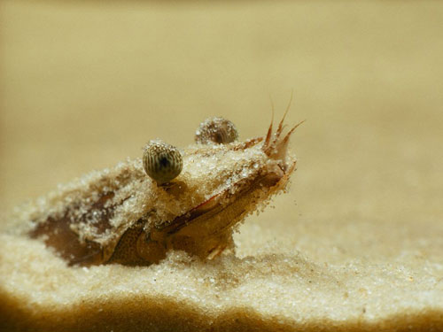 shrimp sisson photography