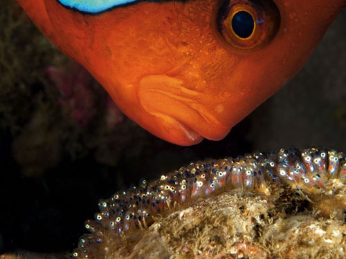 tomato clownfish photography