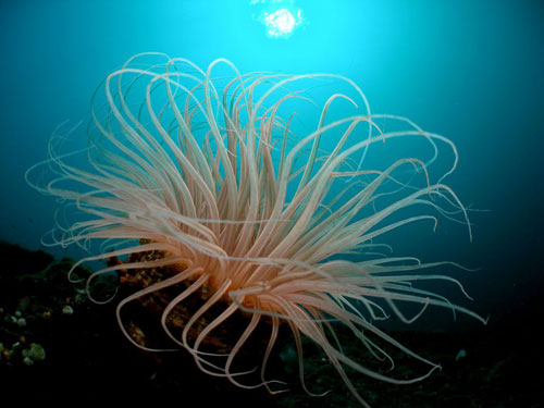 tube anemone singh photography