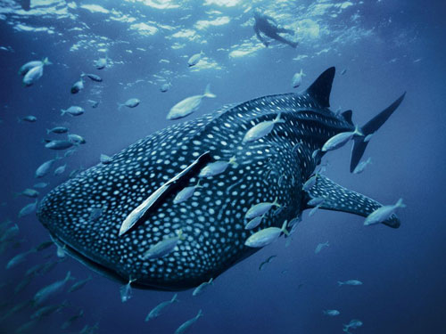 whale shark skerry photography